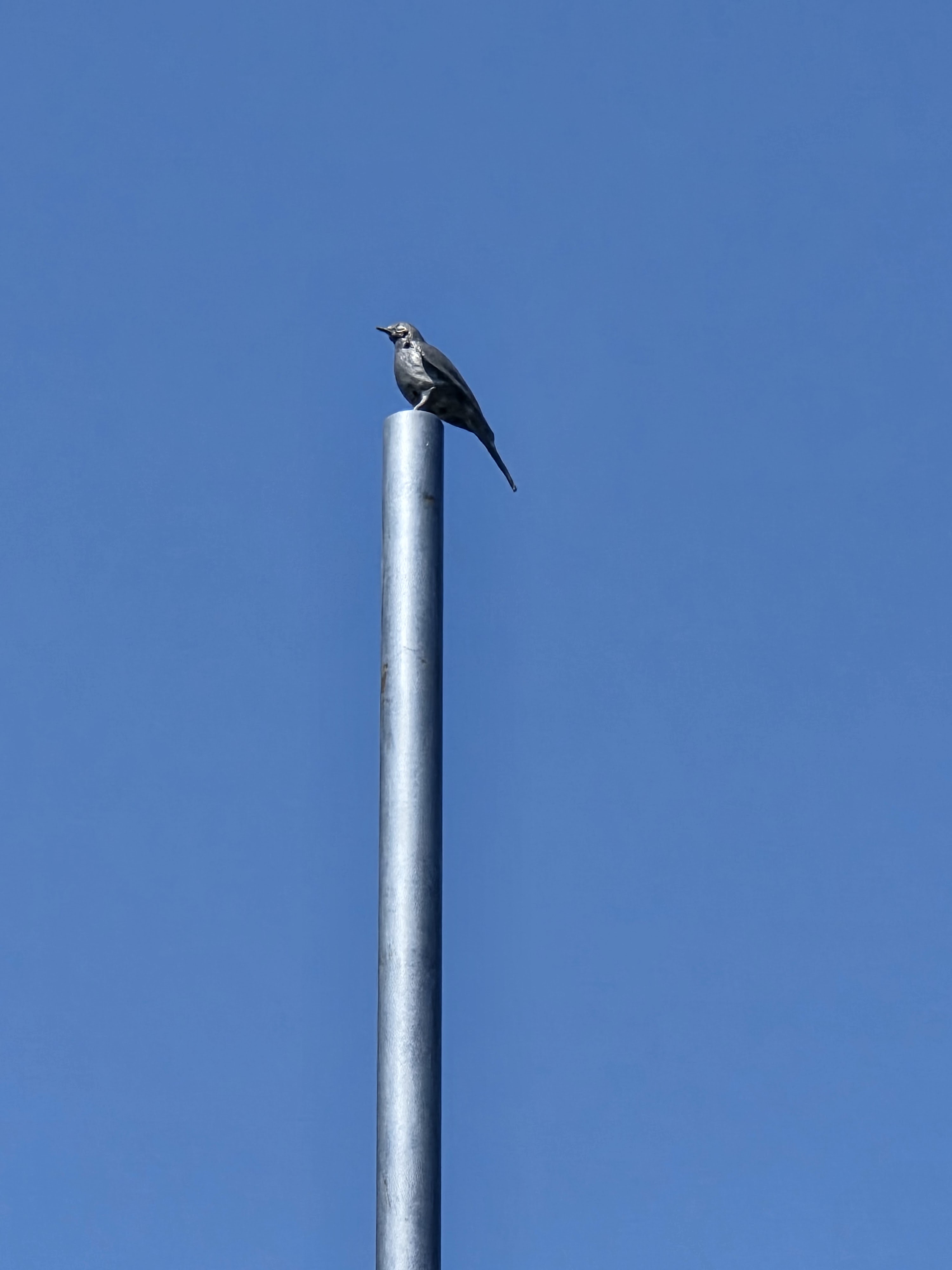 A bird perched atop a metal pole against a clear blue sky.