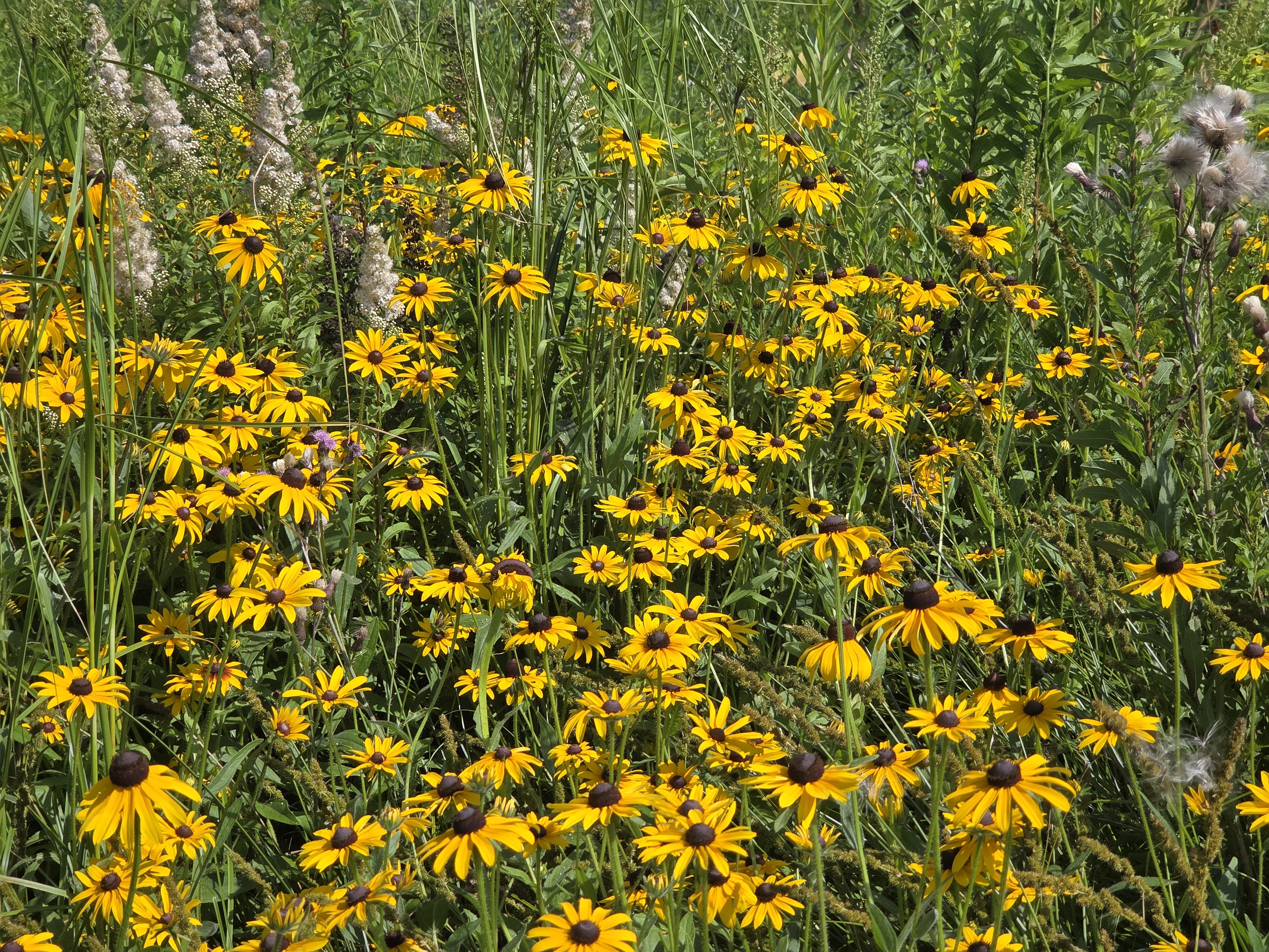 A vibrant field of yellow Black-eyed Susan flowers surrounded by greenery.