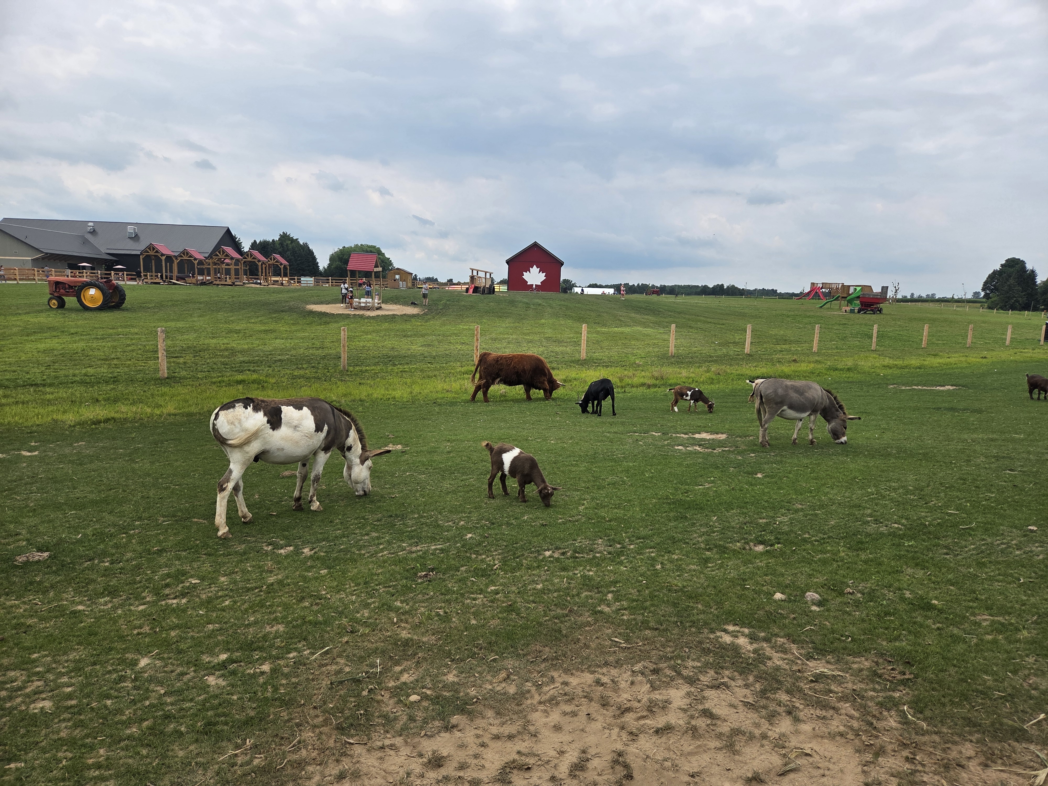 A rural farm scene featuring various grazing animals, including a donkey, cows, and calves, on green grass. In the background, there are barns, a tractor, and a playground.