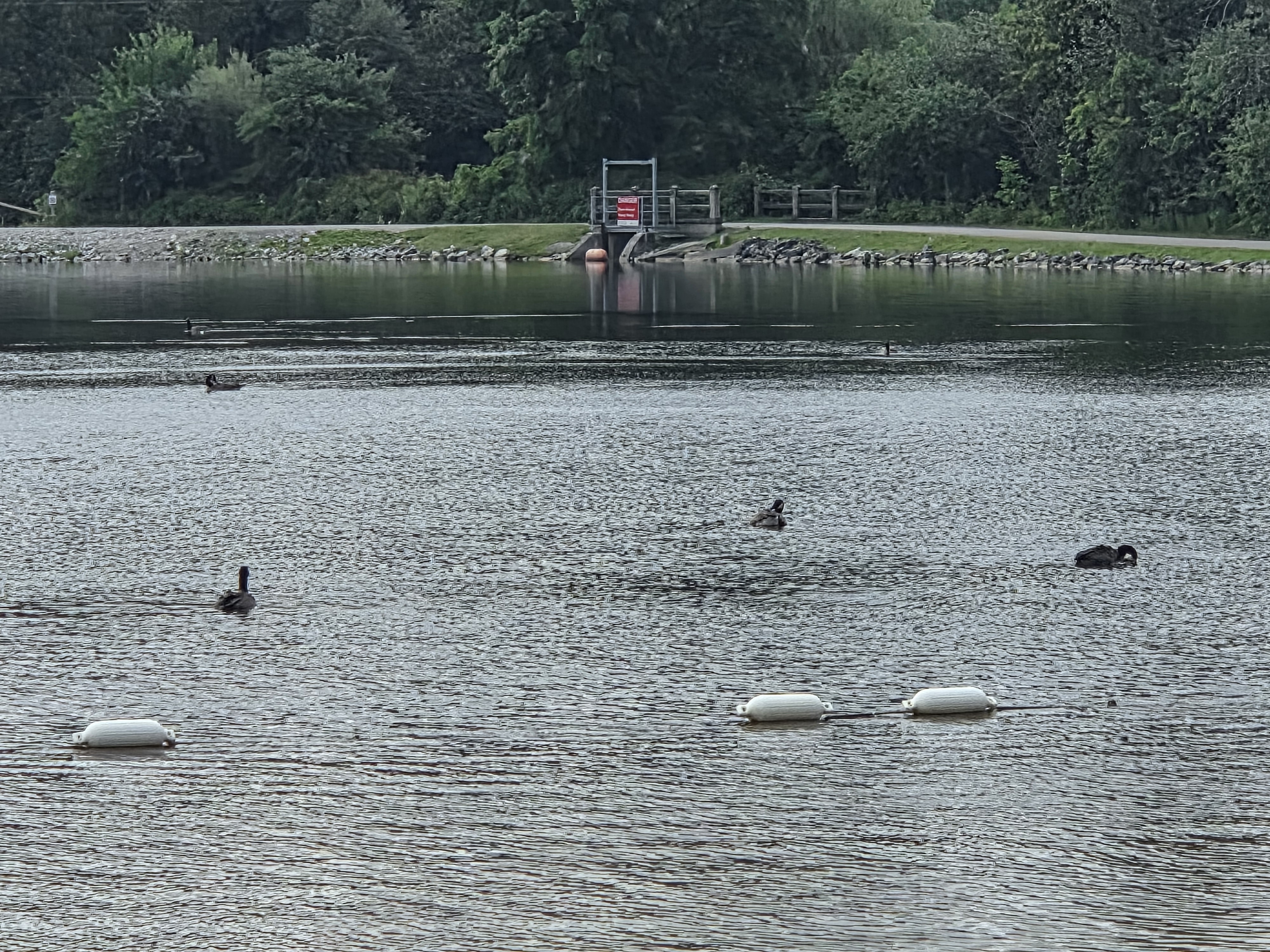 A peaceful lake scene featuring several ducks swimming, with a background of lush greenery and a wooden dock.